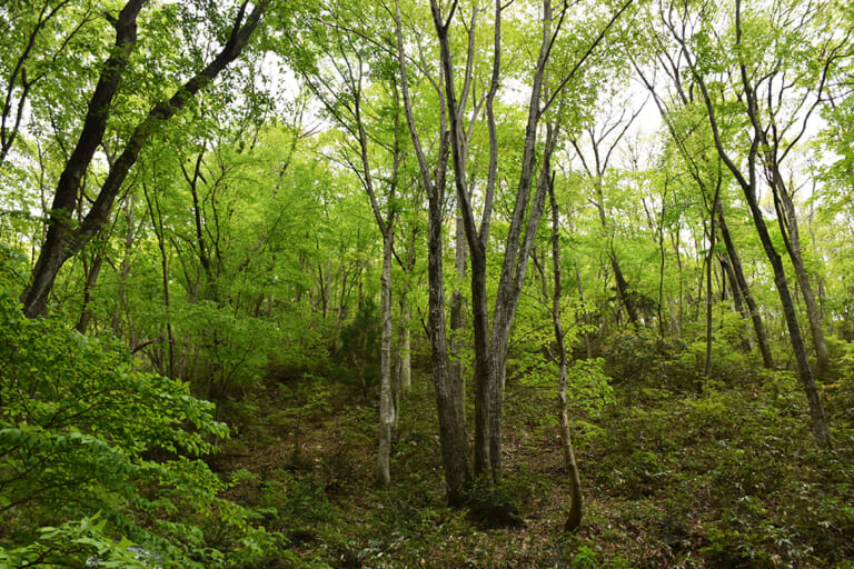 寂地の満州菩提樹群生地