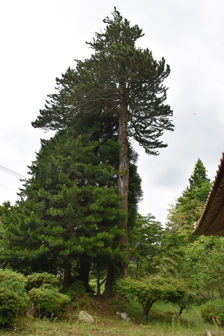 宇佐玉蔵寺のコウヤマキ