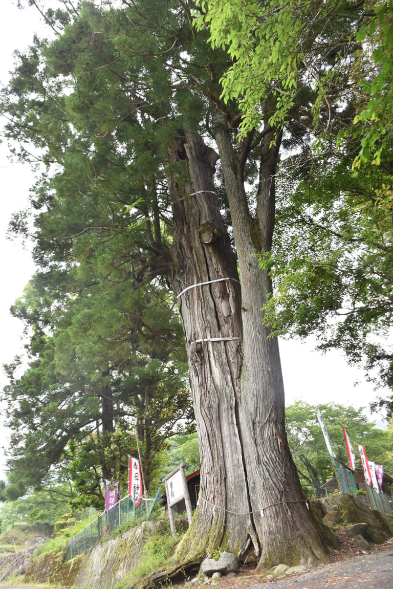 春日神社の大杉
