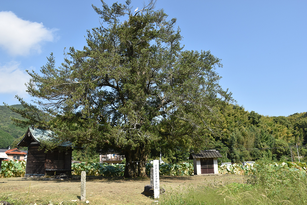 県41通津のイヌマキ巨樹