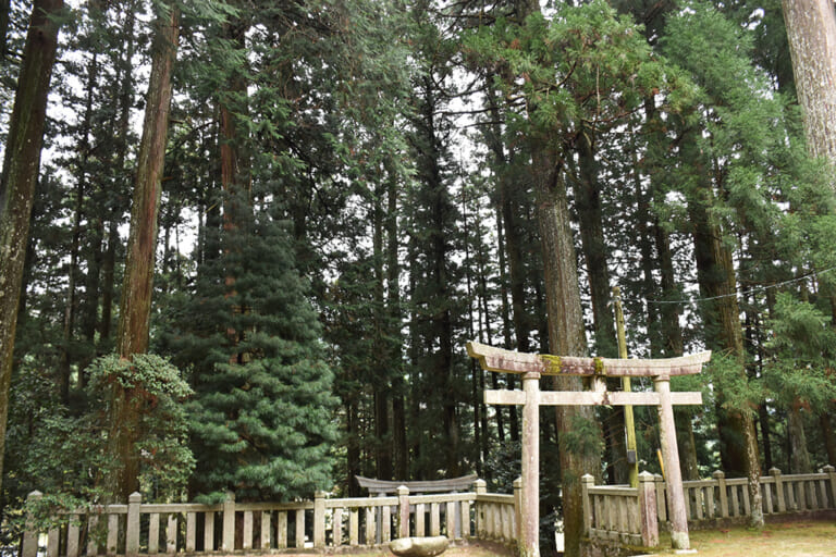 宇佐八幡宮のスギ巨樹群